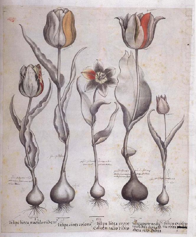 Drawing for the Hortus Eystettensis, Basilius Besler